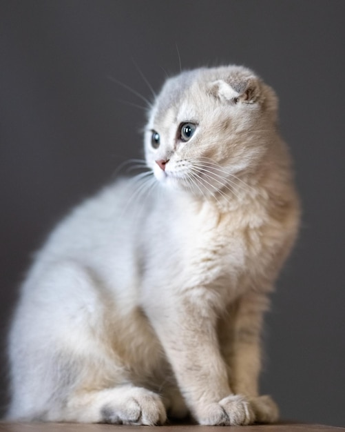 Gatto di razza Scottish Fold