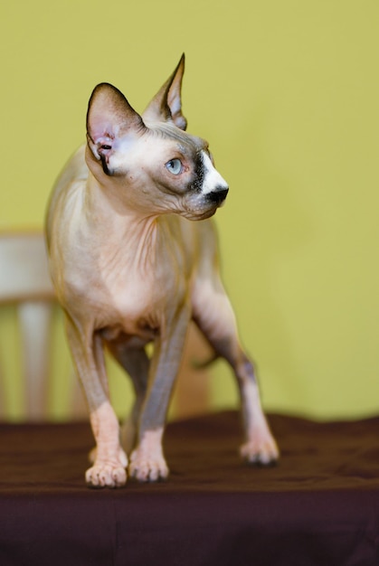 Gatto di razza Sphinx con sul tavolo