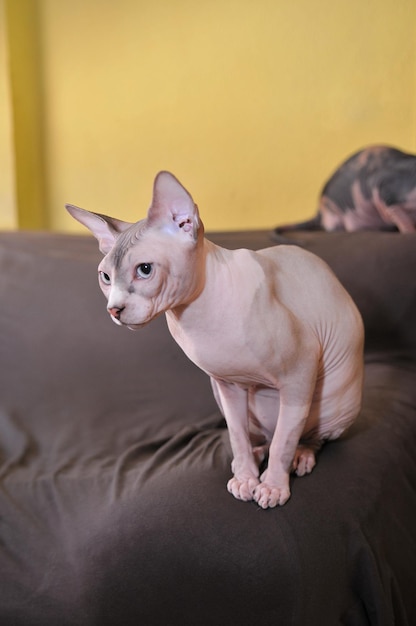 Gatto di razza Sphinx seduto su una poltrona scura