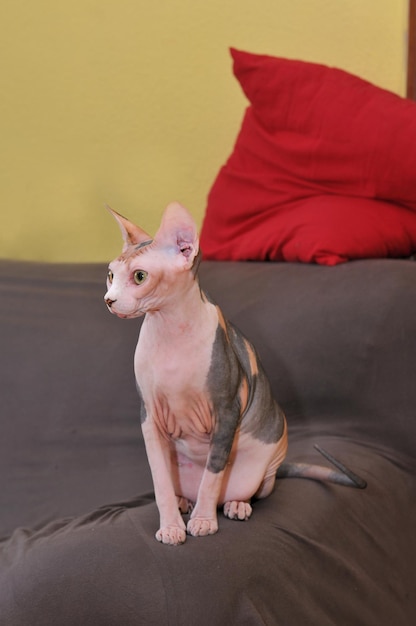Gatto di razza Sphinx seduto su una poltrona scura