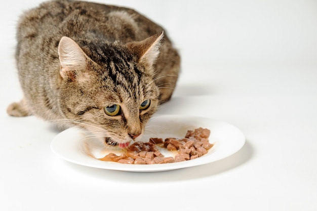 Gatto di soriano che mangia cibo per gatti da una ciotola.