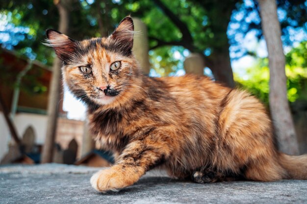 Gatto di strada a Istanbul Turchia