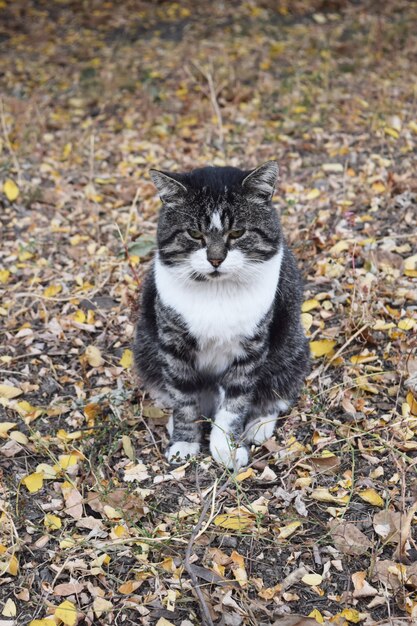 Gatto di strada che si siede nel fogliame e alla ricerca