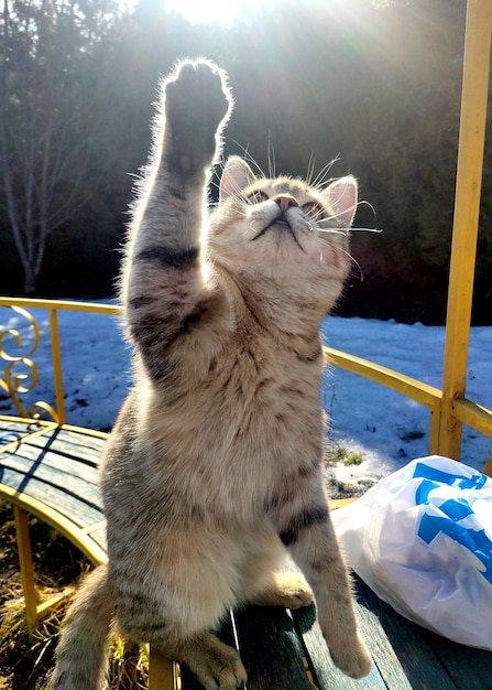 Gatto di strada con zampe alzate