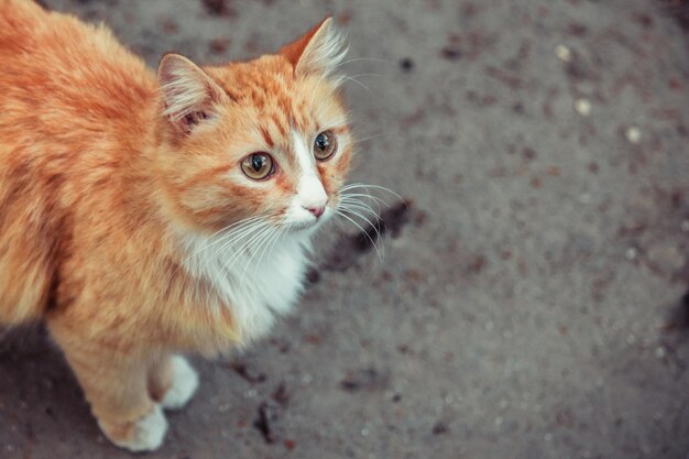 Gatto di strada dello zenzero