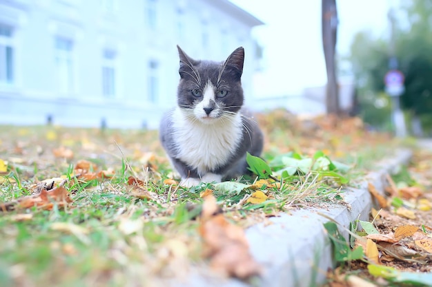 gatto di strada / gatto solitario seduto fuori, animale domestico, randagio