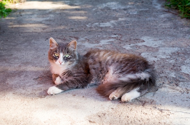 Gatto di strada grigio che posa per la macchina fotografica