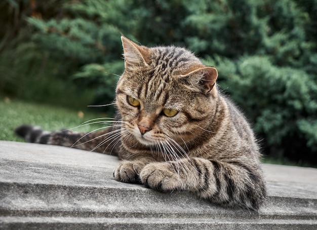 Gatto di strada nel parco.