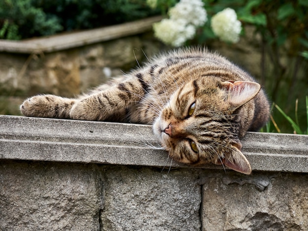 Gatto di strada nel parco.