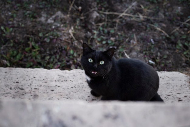 Gatto di strada nero