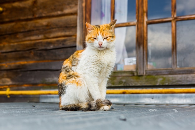 Gatto di strada su un tetto nel villaggio