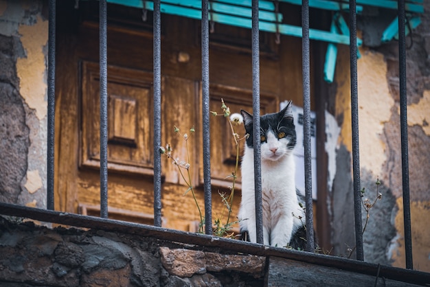 Gatto di strada su un vecchio balcone