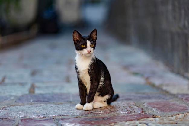 Gatto di strada