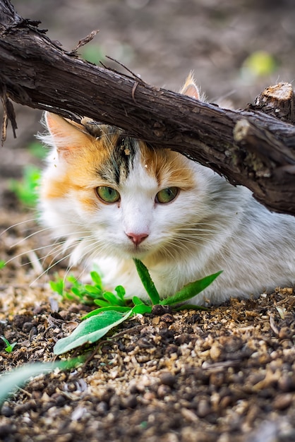 Gatto di strada