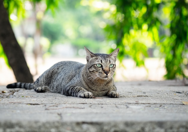 Gatto di Tabby che si siede sul pavimento nel giardino.