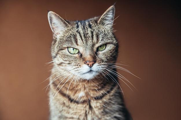 Gatto di tabby domestico dai capelli corti arrogante del ritratto divertente che si rilassa a casa