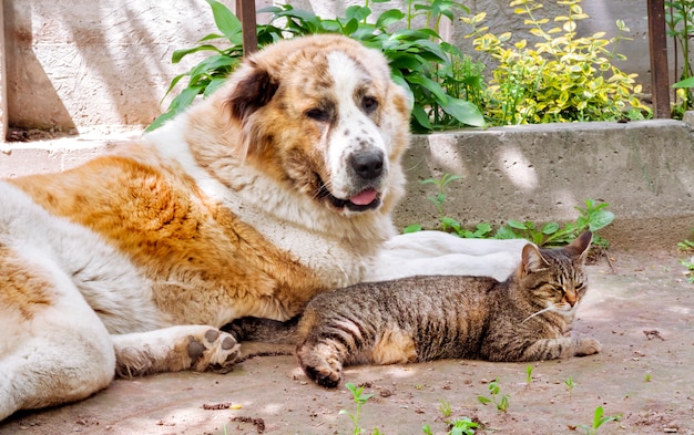 Gatto di Tabby e cane di Alabai (pastore centroasiatico) che pongono sulla terra