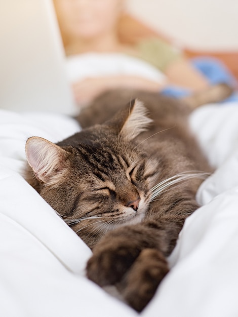 Gatto di tabby sveglio che filtra nel letto.