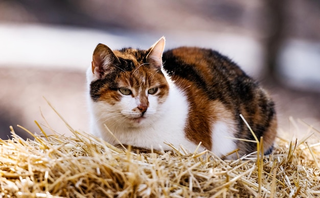 Gatto di tre colori sdraiato sul fieno