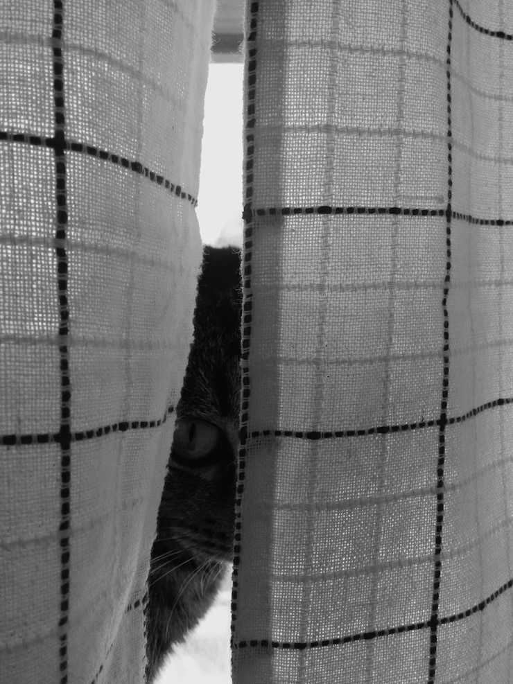 Foto gatto dietro la tenda