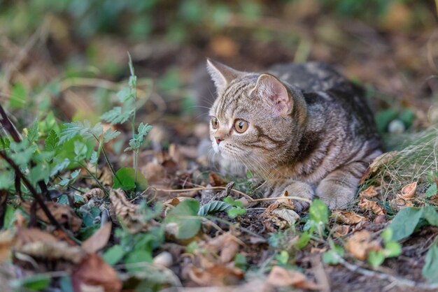 Gatto diritto scozzese marrone