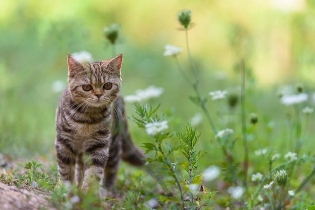 Gatto diritto scozzese marrone