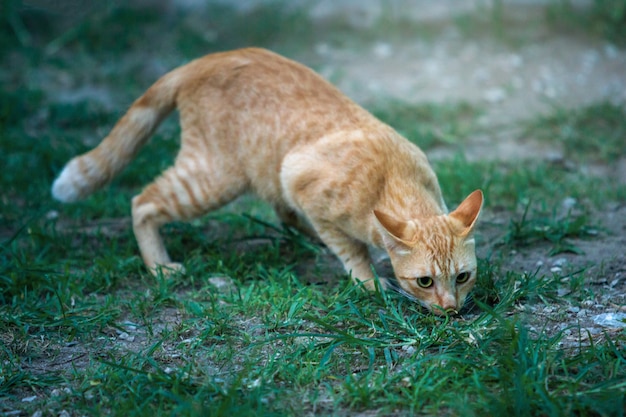 Gatto divertente che cammina nel giardino verde