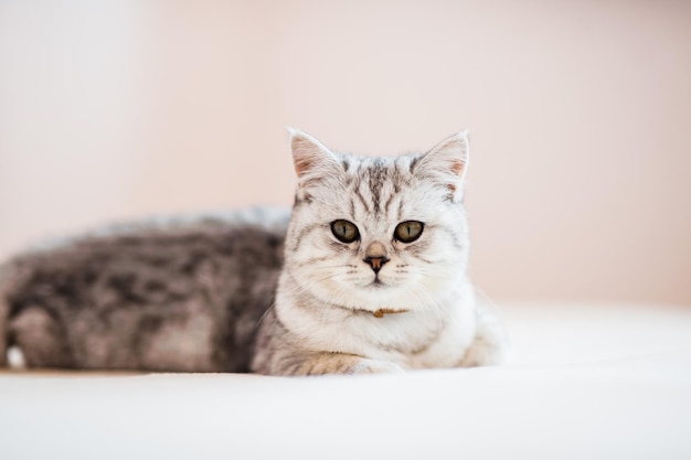 Gatto divertente che gioca con il giocattolo sul divano