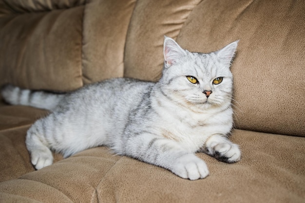 Gatto divertente che gioca con il giocattolo sul primo piano Scottish Fold ritratto