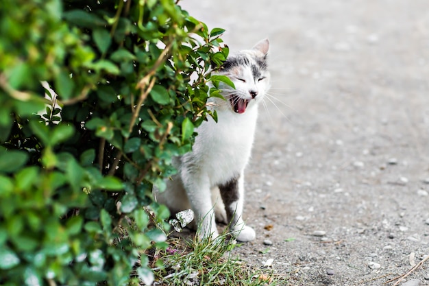 Gatto divertente che sbadiglia bocca piena