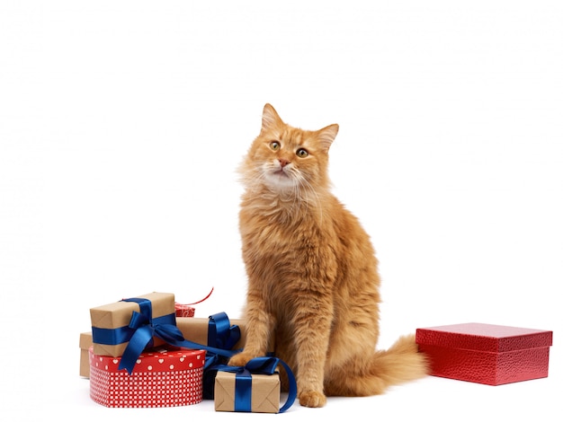 Gatto divertente dello zenzero adulto che si siede in mezzo alle scatole avvolte in carta marrone e legate con nastro di seta, regali e un animale