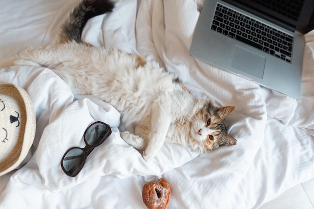 gatto divertente è sdraiato sul letto, riposa e guarda la telecamera. Il Pet è pronto per le vacanze. Concetto di vacanza in casa.