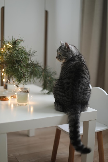 Gatto divertente in una stanza decorata per natale e capodanno