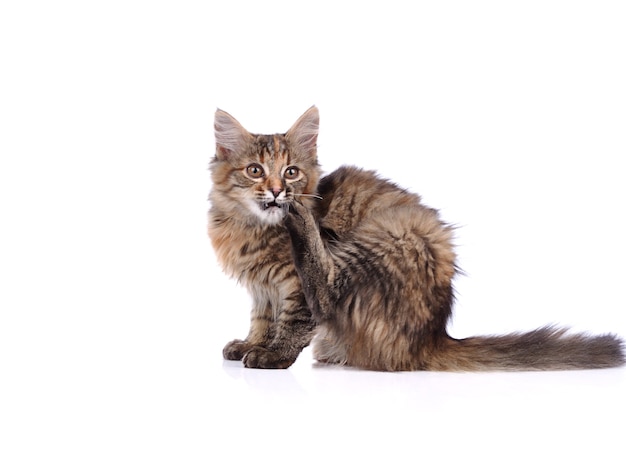 Gatto divertente isolato su bianco