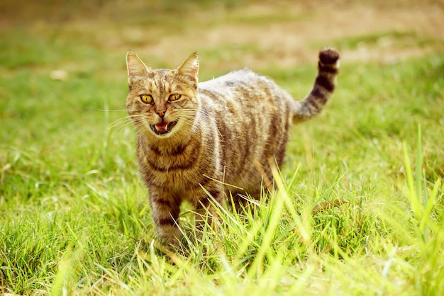 Gatto divertente sull'erba