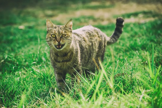 Gatto divertente sull'erba