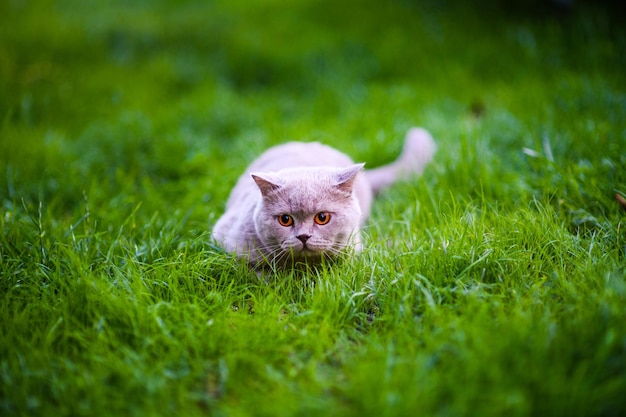 Gatto dolce sull'erba verde