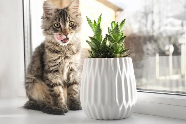 Gatto domestico a strisce grigie seduto su una finestra intorno alle piante d'appartamento. Immagine per cliniche veterinarie, sito