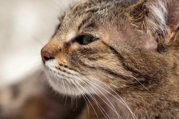 gatto domestico a strisce posa per la fotocamera in una giornata di sole bella pelliccia di gatto