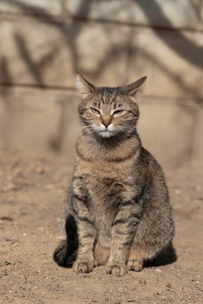 gatto domestico a strisce posa per la fotocamera in una giornata di sole bella pelliccia di gatto