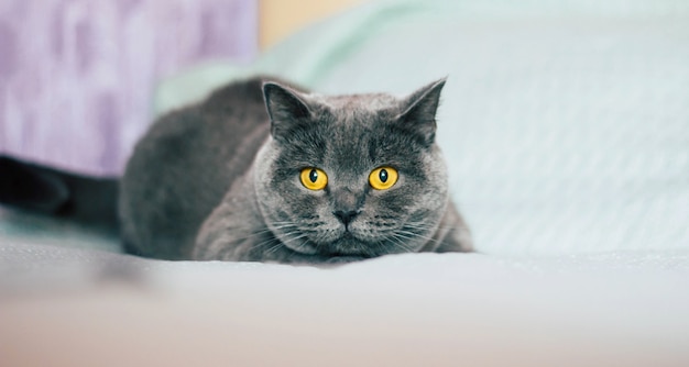 Gatto domestico adorabile. Gatto britannico a pelo corto con espressivi occhi arancioni mentre è sdraiato sul letto in camera