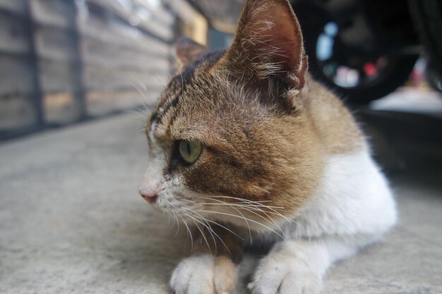 Gatto domestico affamato con gli occhi verdi che cerca e aspetta cibo