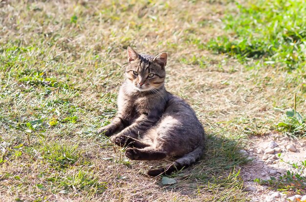 Gatto domestico all'aperto