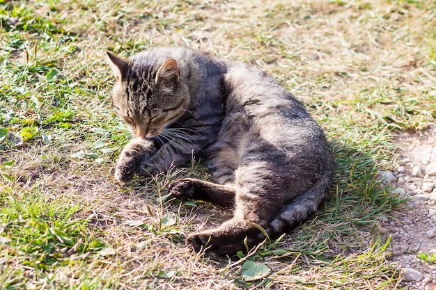 Gatto domestico all'aperto