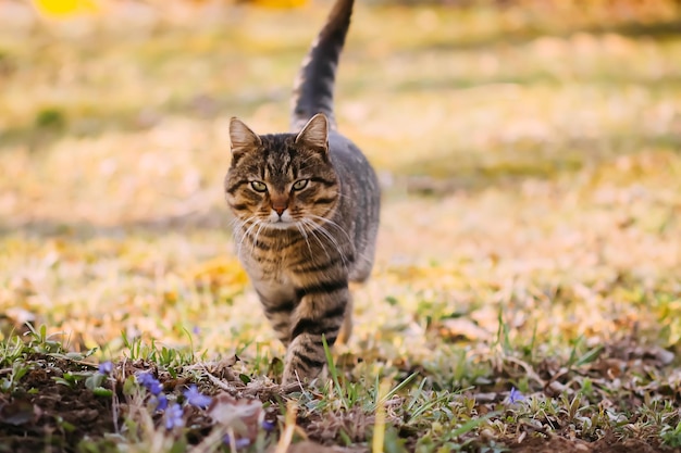 Gatto domestico all'aperto