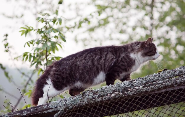 Gatto domestico all'aperto