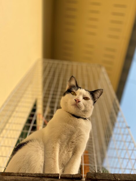 gatto domestico bianco e nero seduto vicino alla finestra guardando la telecamera