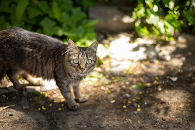 gatto domestico cammina per il cortile