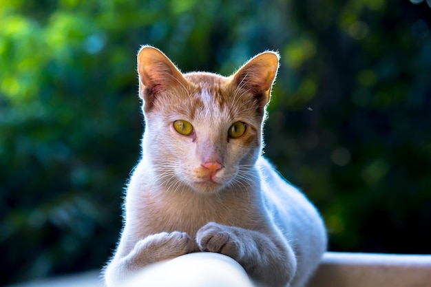 Gatto domestico carino e adorabile con occhi gialli lucidi seduti con calma sul muro