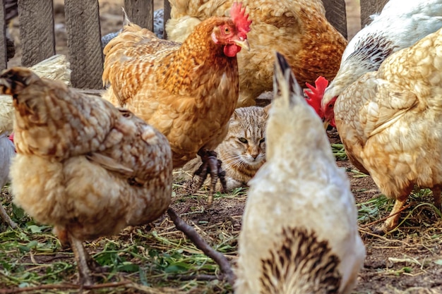 Gatto domestico che guarda i polli